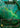Rosetta Thorn (Marvel) - Rosetta Cold Foil