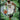 2024-25 Hoops #27 LeBron James Ignition front
