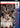 1993-94 Upper Deck #201 Michael Jordan front
