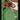 1994-95 Ultra #1 Charles Barkley Ultra Power back