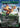 Paradise Chocobo - Birds of Paradise (Borderless)  Foil (FIC-483) - Commander: FINAL FANTASY