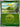 Erika's Bellsprout (Poke Ball) 4- ME Ascended Heroes Reverse Holofoil
