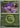 Noibat (Energy Symbol Pattern) 156- ME Ascended Heroes Reverse Holofoil