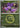 Noibat (Energy Symbol Pattern) 156  - Reverse Holofoil ME Ascended Heroes - Common