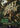 Beast Within - Secret Lair Drop (Borderless)
