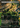 Nurturing Peatland (Borderless) - Assassin's Creed (Borderless)
