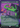 Scavenging Ooze - Secret Lair Drop (Borderless)