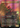 Ashroot Animist - Foundations (Borderless) Foil