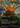 Abundant Growth - Innistrad Remastered: (enchantment) (Borderless)